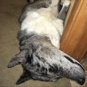 Meet your Posher, Holly